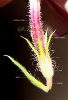  Calyx